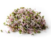Retek csíra 50g