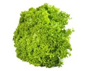 Lollo verde saláta mosott