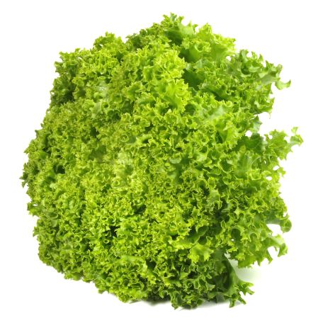 Lollo verde saláta mosott