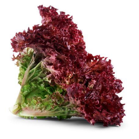 Lollo rosso saláta mosott