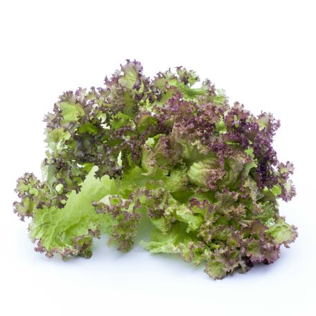 Lollo rosso saláta 