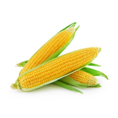 Csemege kukorica