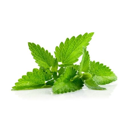 Menta fűszernövény