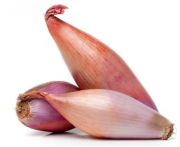 Salotta hagyma