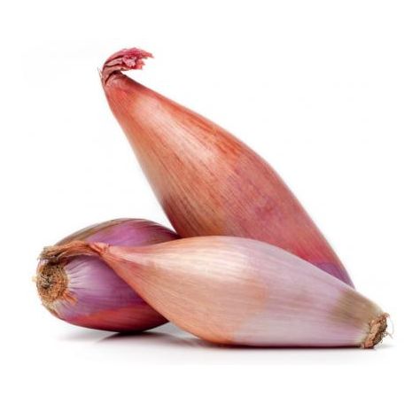 Salotta hagyma