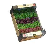 Sakura saláta mix 1,5kg