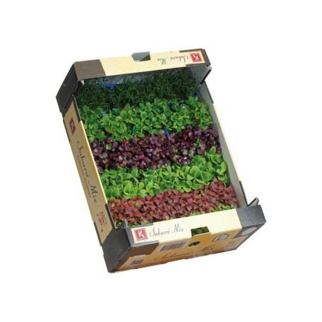 Sakura saláta mix 1,5kg