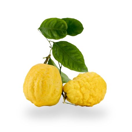 Cédrátcitrom (Amalfi)