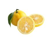 Yuzu citrom