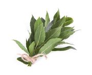 Friss csokor babérlevél