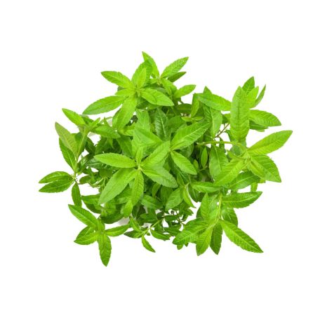 Friss citrom verbéna