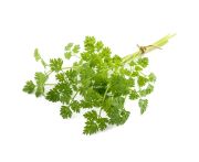 Friss turbolya