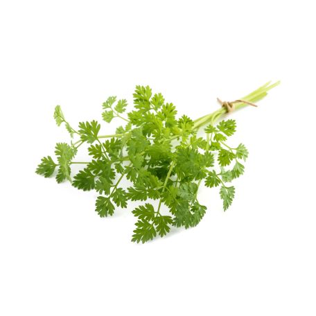 Friss turbolya
