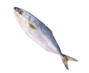 Sárgafarkú fattyúmakréla egész, belezett, vadon fogott (Hamachi) 2/3kg