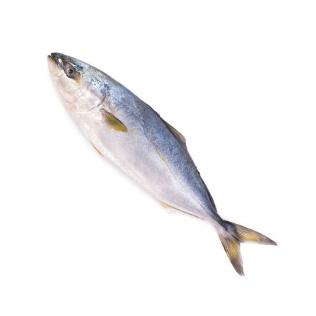 Sárgafarkú fattyúmakréla egész, belezett, vadon fogott (Hamachi) 2/3kg