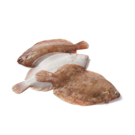 Nyelvhal egész 500/600