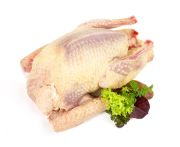 Francia fojtott galamb Royal 500/550g, pucolt