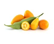 Kumquat