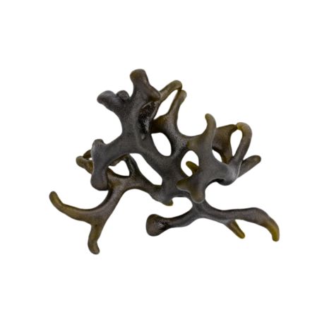 Codium blue alga 2 csomag