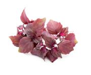 Shiso mikro levél lila 16 tálca