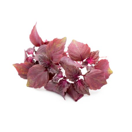 Shiso mikro levél lila 16 tálca