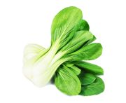 Shanghai pak choy bébi