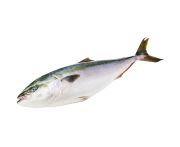 Sárgafarkú fattyúmakréla egész (Hamachi) 3/5kg