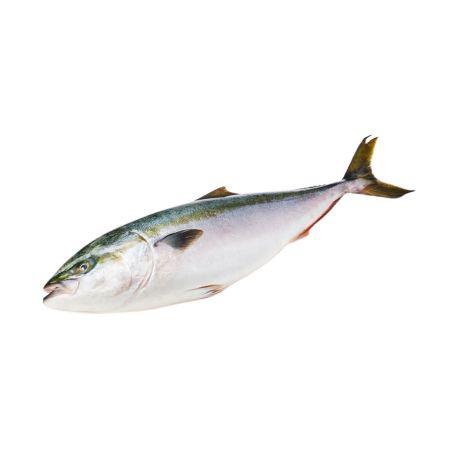Sárgafarkú fattyúmakréla egész (Hamachi) 3/5kg