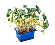 Zorri zsázsa 16 tálca