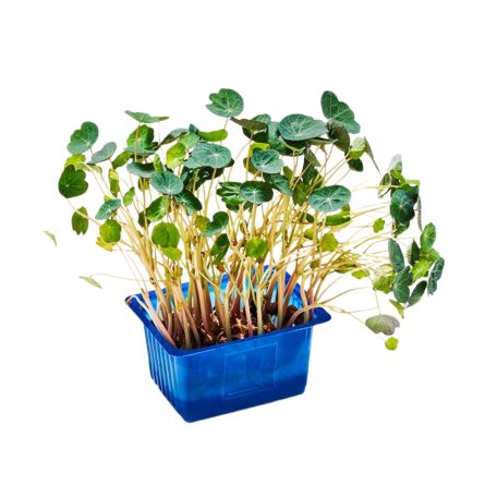 Zorri zsázsa 16 tálca