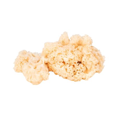 Káposztagomba fodros 1kg