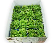 Sóska csíra vérerezetes 16 tálca