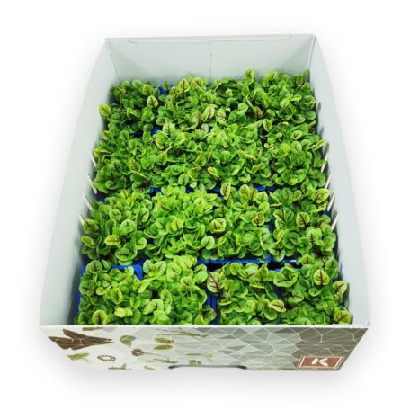 Sóska csíra vérerezetes 16 tálca