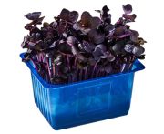 Sakura cseresznyevirág csíra 16 tálca