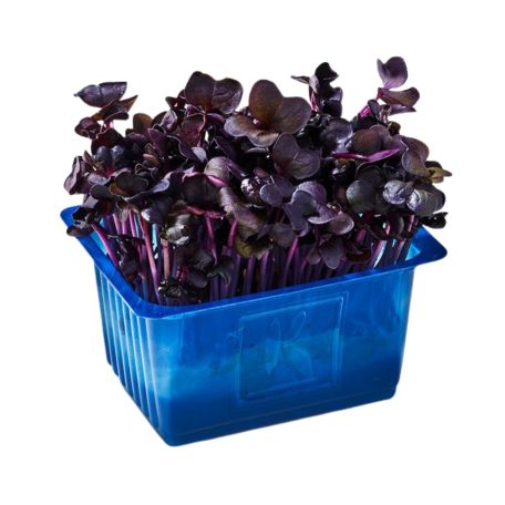 Sakura cseresznyevirág csíra 16 tálca