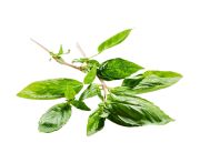 Thai bazsalikom 100g