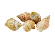 Főtt tengeri csiga 3kg