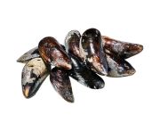 Feketekagyló BIO M méret 2kg