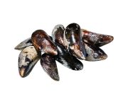 Feketekagyló BIO 1kg