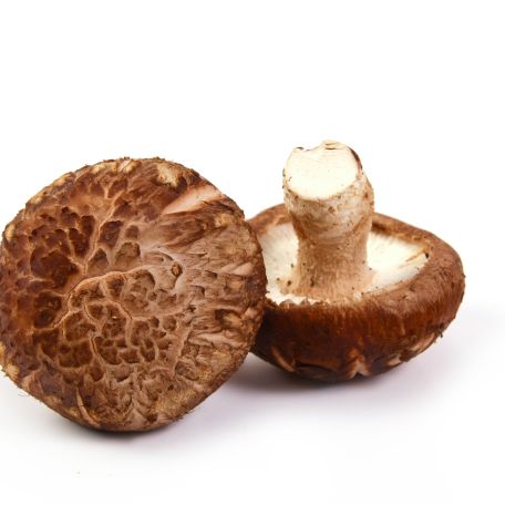 Shiitake gomba